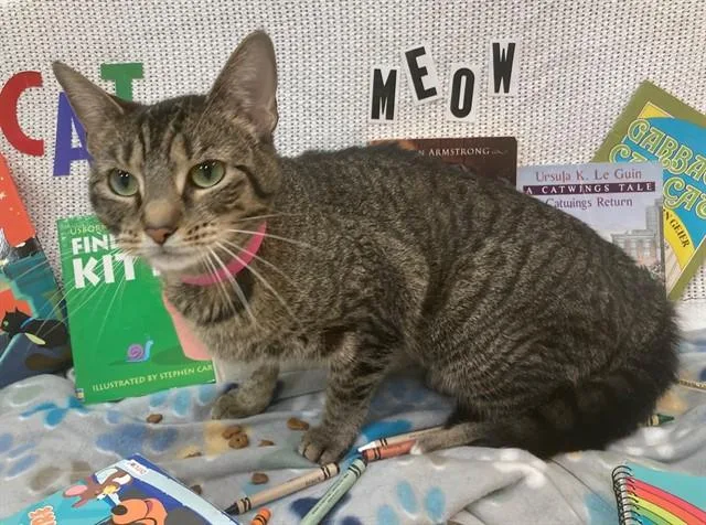 A young large-sized female Domestic Short Hair cat named Cosmo for adoption in Upper Marlboro, MD