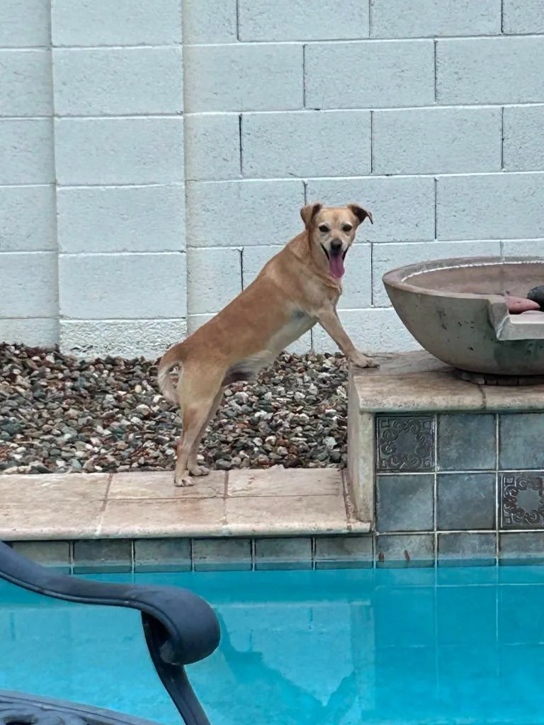 A young small-sized male Chihuahua dog named Nico for adoption in Mesa, AZ