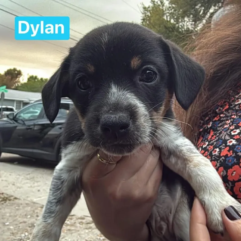 Dylan thumbnail 2