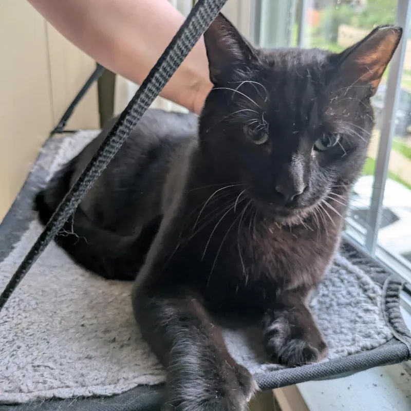 An adult medium-sized male Black Domestic Short Hair cat named Pall Mall for adoption in PITTSBURGH, PA