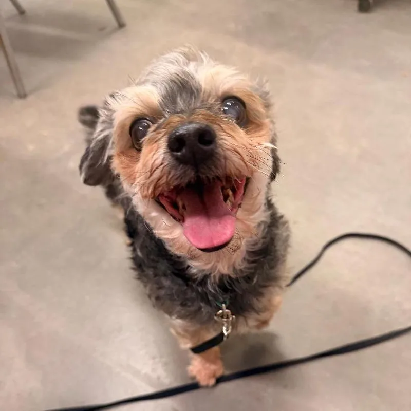 An adult small-sized male Shih Tzu dog named Ricky for adoption in Park Falls, WI