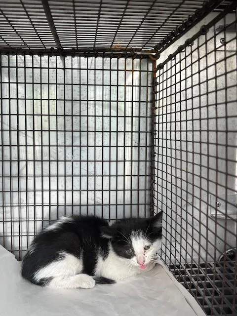 A baby small-sized female Domestic Short Hair cat named Palmetto for adoption in Miami, FL