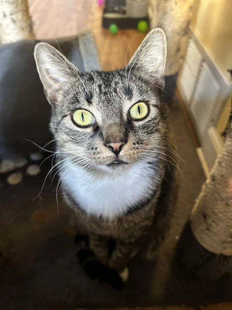 Uf Litter Mooncake thumbnail 2