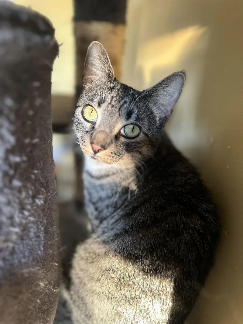 Uf Litter Mooncake thumbnail 3