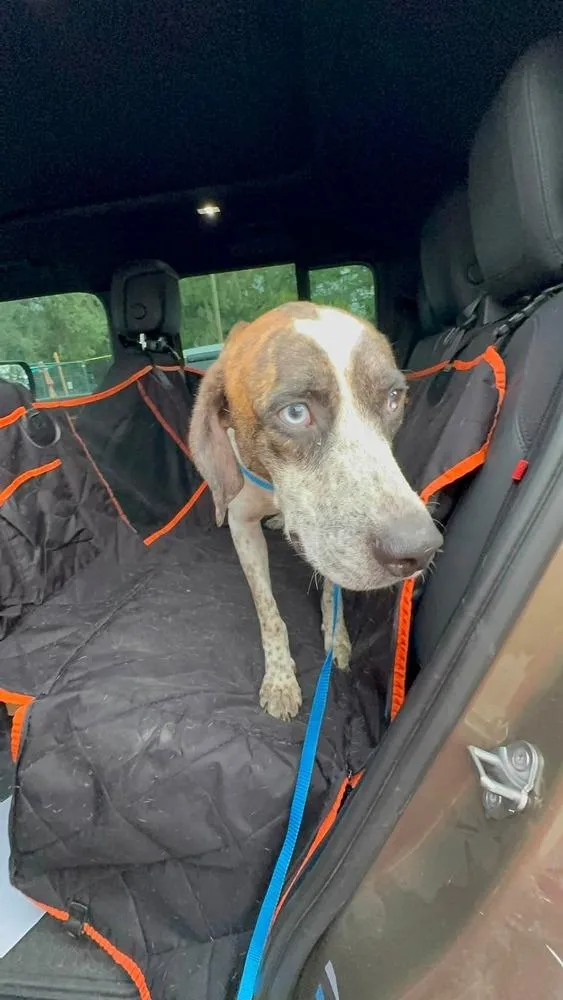An adult medium-sized male German Shorthaired Pointer dog named Huxley for adoption in Lakeland, FL