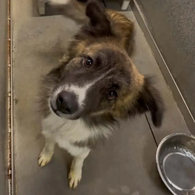 A young medium-sized female Brindle Mixed Breed dog named Emmy for adoption in Washington Township, OH