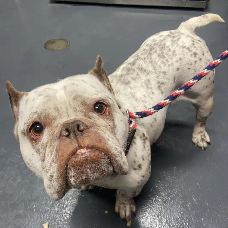 An adult medium-sized female White / Cream English Bulldog dog named Sprinkles for adoption in Allentown, PA