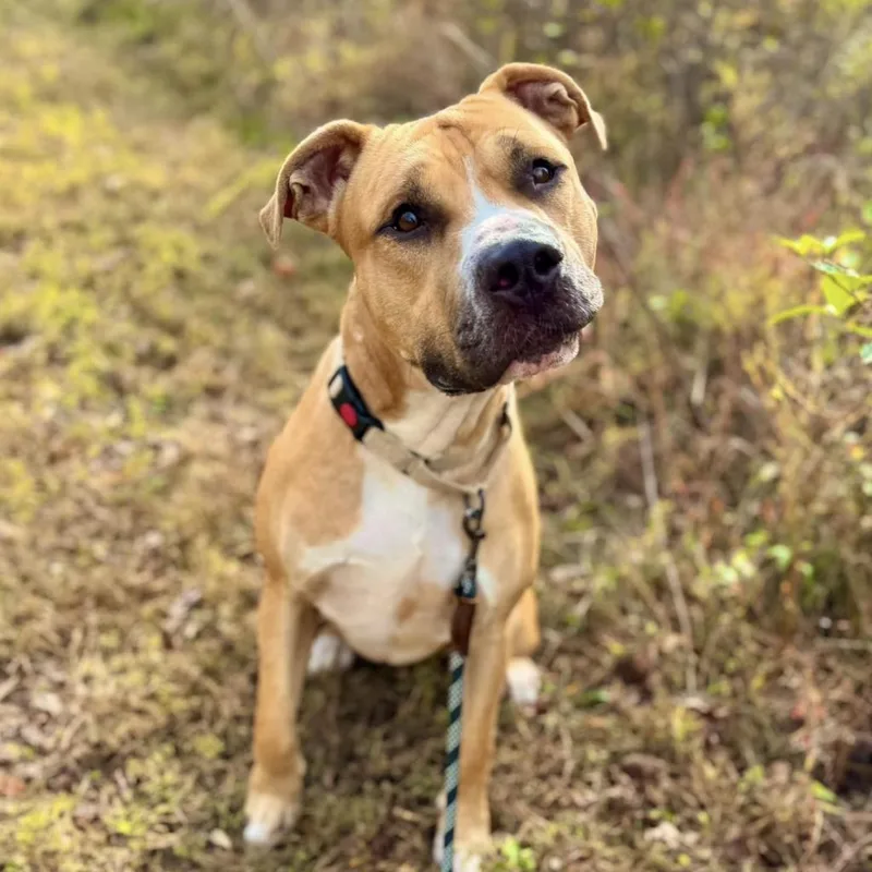 An adult large-sized male Brown / Chocolate Terrier dog named Milk Dud for adoption in Mooresville, NC
