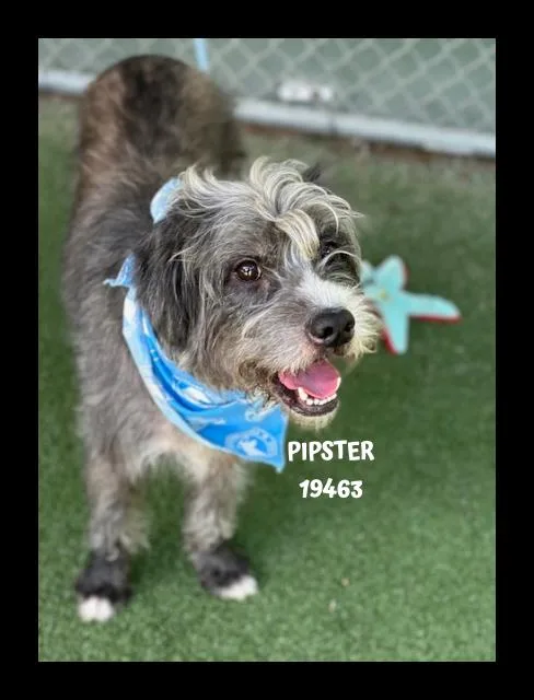 Pipster