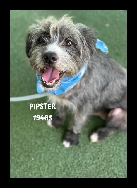 Pipster thumbnail 2