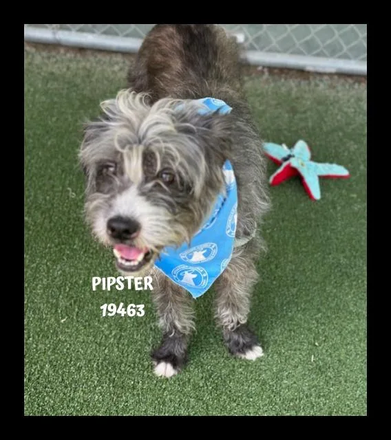 Pipster thumbnail 4