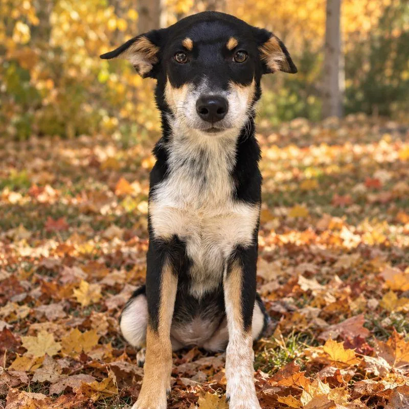 A young medium-sized female Australian Cattle Dog / Blue Heeler dog named Fudge for adoption in Jackson, WY