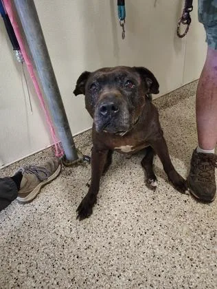 A senior large-sized male Pit Bull Terrier dog named Chooch for adoption in Clarks Summit, PA