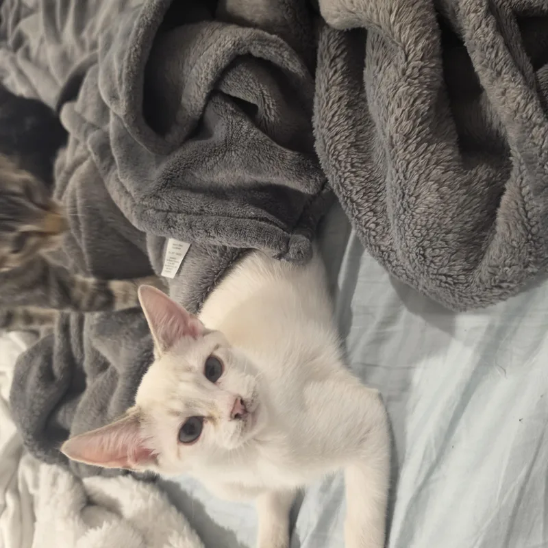 Theodore