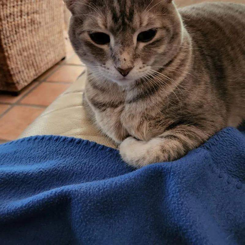 A senior extra large-sized female Gray / Blue / Silver American Shorthair cat named Abby for adoption in West Palm Beach, FL