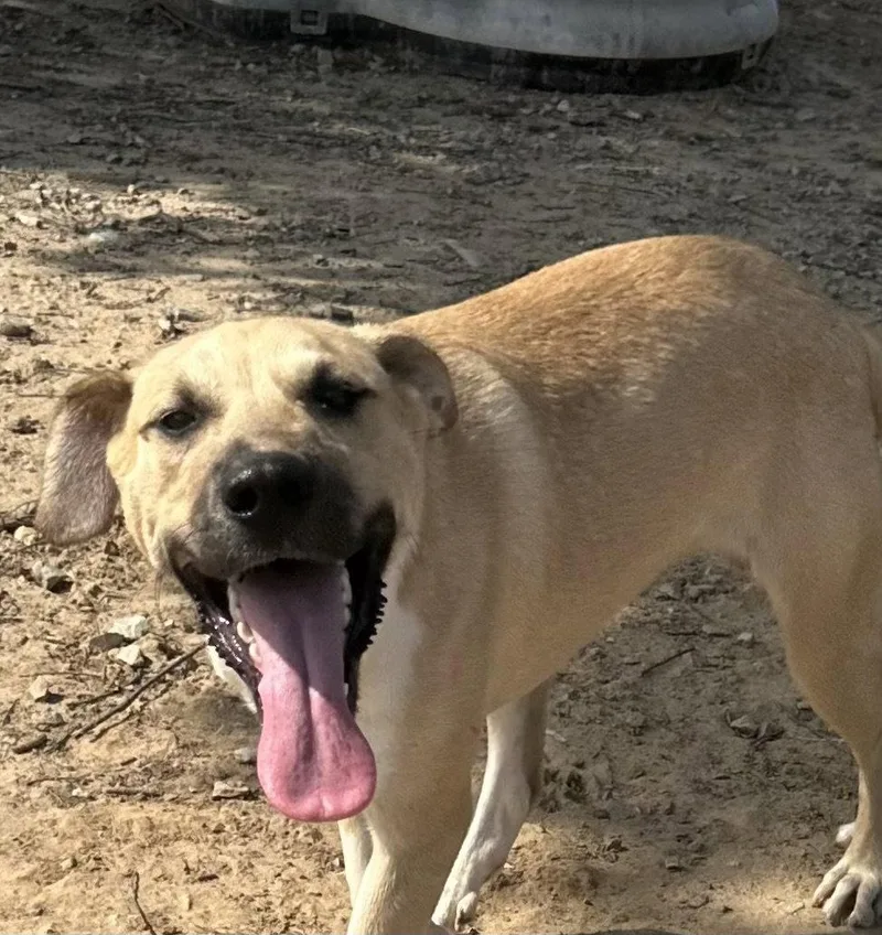 A baby medium-sized male Labrador Retriever dog named Dug for adoption in Corning, AR