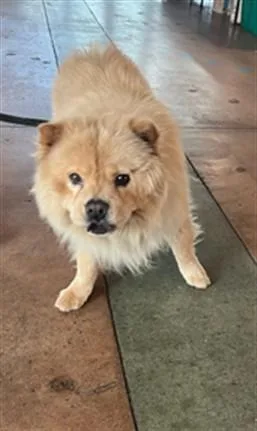 A young medium-sized female Chow Chow dog named Archook for adoption in Van Nuys, CA