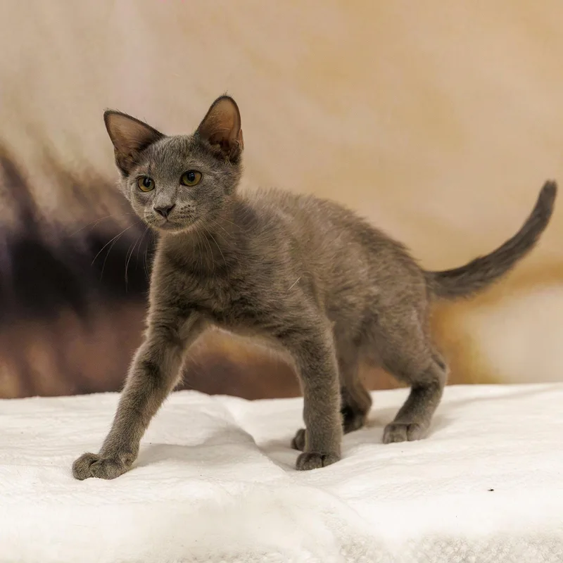 A baby small-sized male Gray / Blue / Silver Domestic Short Hair cat named Carlton for adoption in St. Cloud, FL