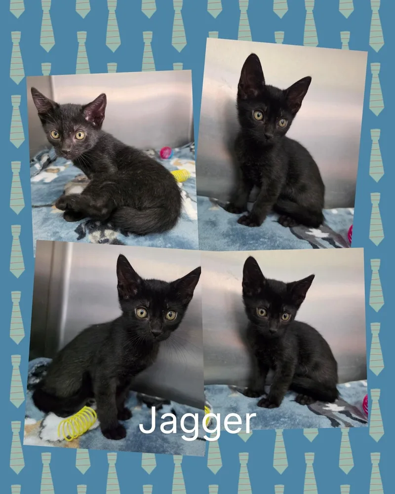 Jagger