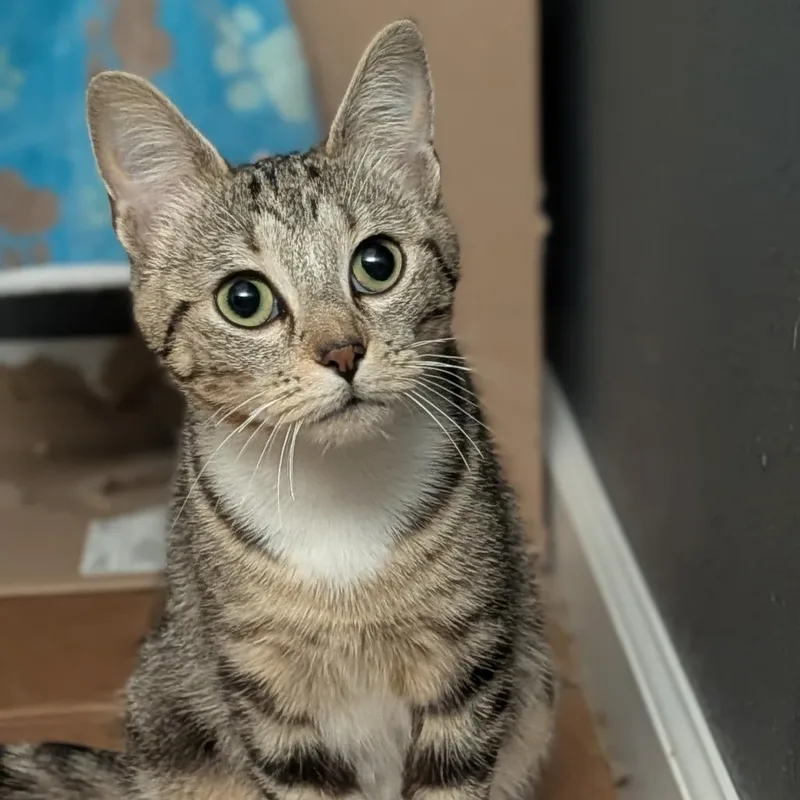 An adult medium-sized female Tabby (Buff / Tan / Fawn) Domestic Short Hair cat named Betty Boop for adoption in Cape Girardeau, MO