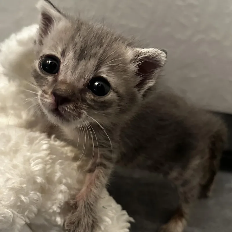 A baby small-sized female Gray / Blue / Silver Domestic Short Hair cat named Bernadette for adoption in debary, FL