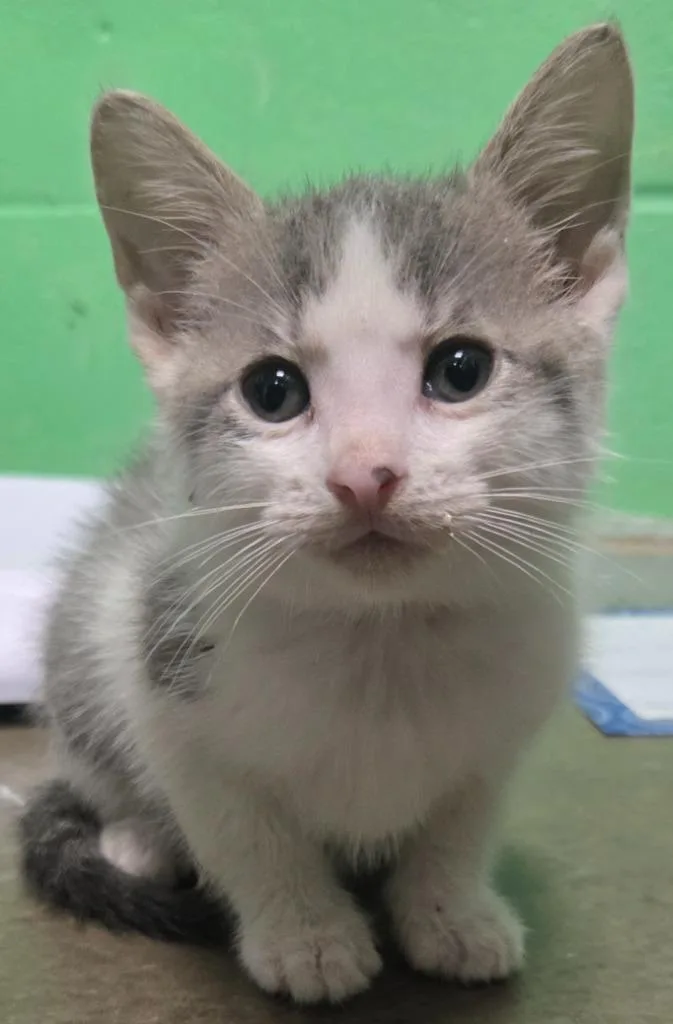 A baby medium-sized male Domestic Short Hair cat named Rabbit for adoption in Olean, NY