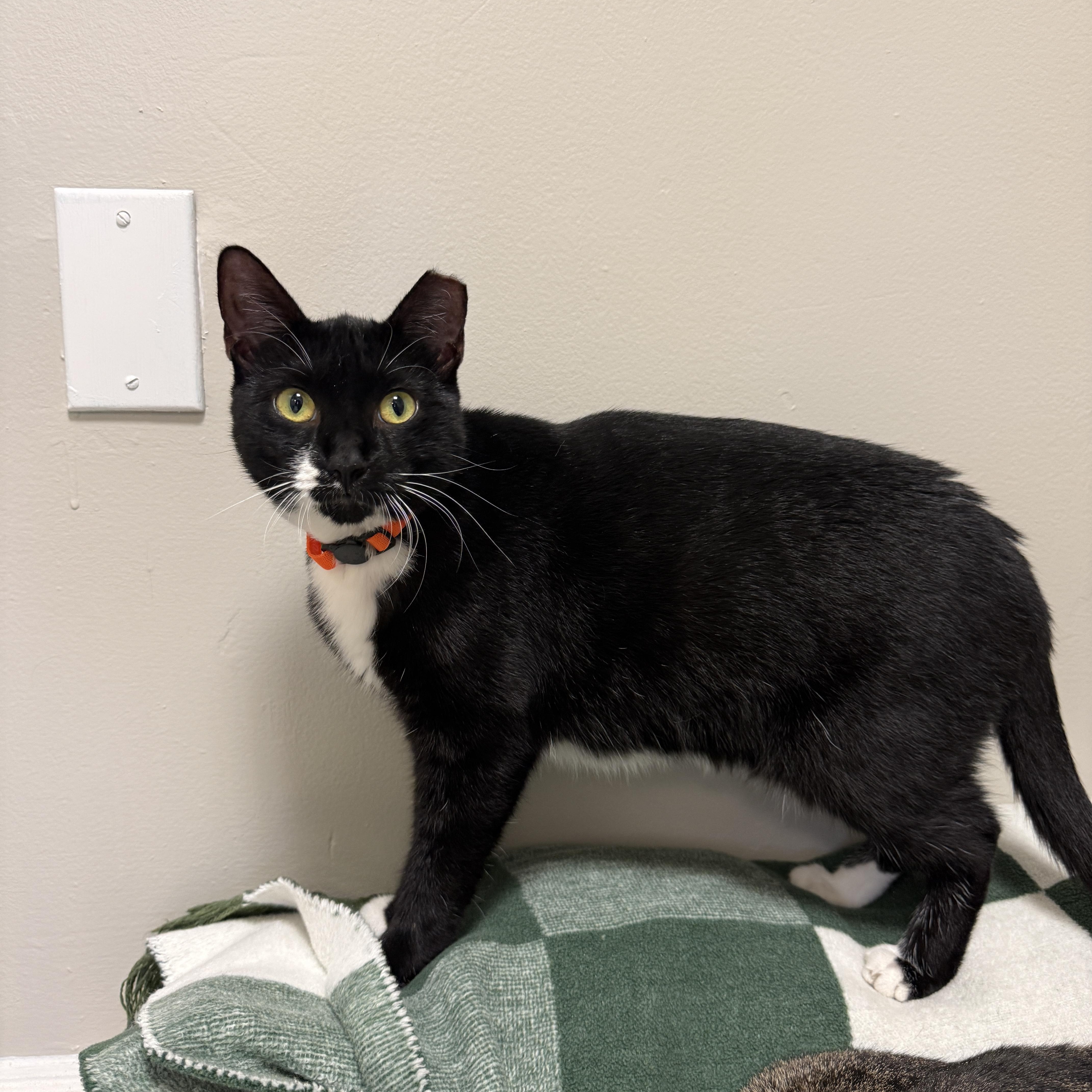 An adult medium-sized female Black & White / Tuxedo Domestic Short Hair cat named Athena for adoption in Freeport, NY
