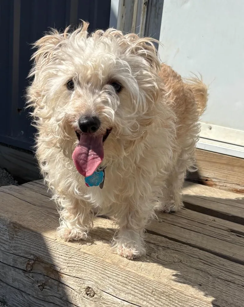 An adult small-sized female West Highland White Terrier / Westie dog named Honey for adoption in Decorah, IA