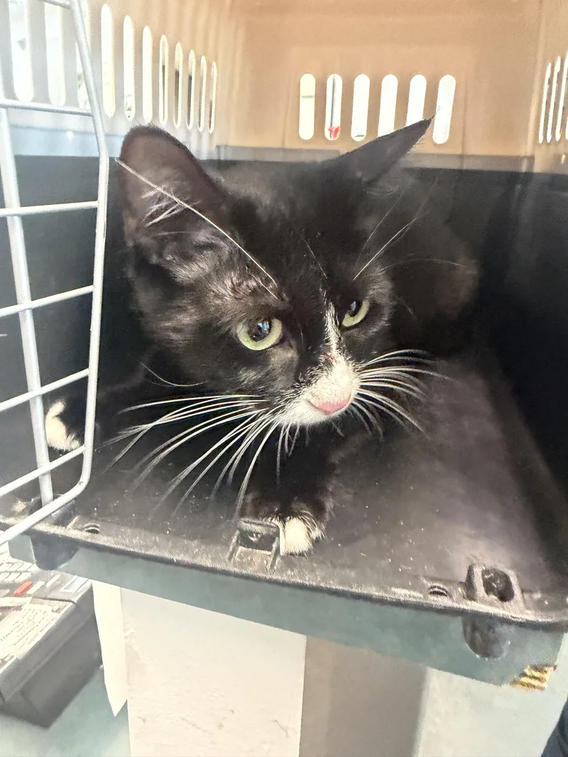 A young medium-sized female Domestic Short Hair cat named Xochil for adoption in Chatsworth, CA