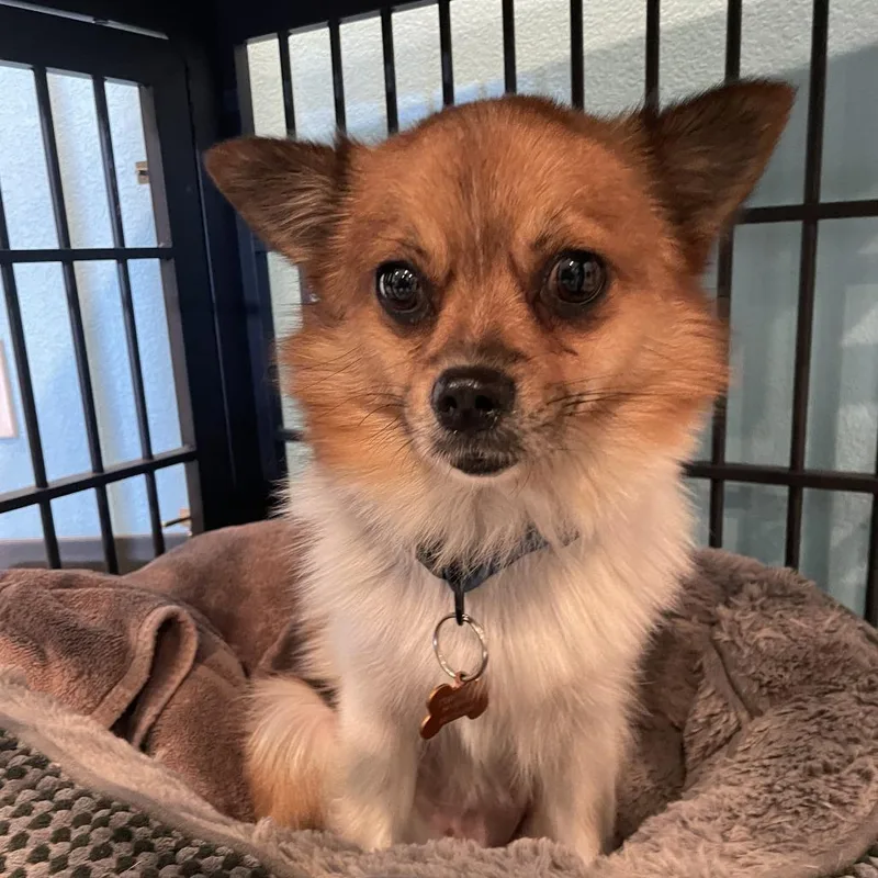 An adult small-sized female Brown / Chocolate Pomeranian dog named Hitch Hiker for adoption in Bend, OR