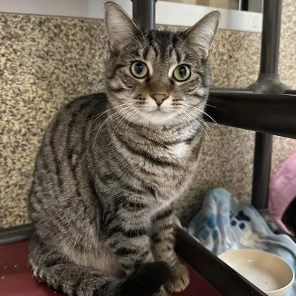 An adult medium-sized female Domestic Short Hair cat named Leela for adoption in Merriam, KS