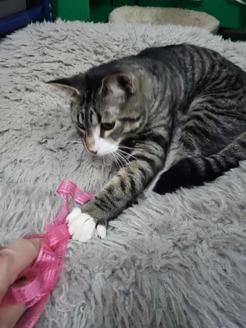 Toe Beans thumbnail 2