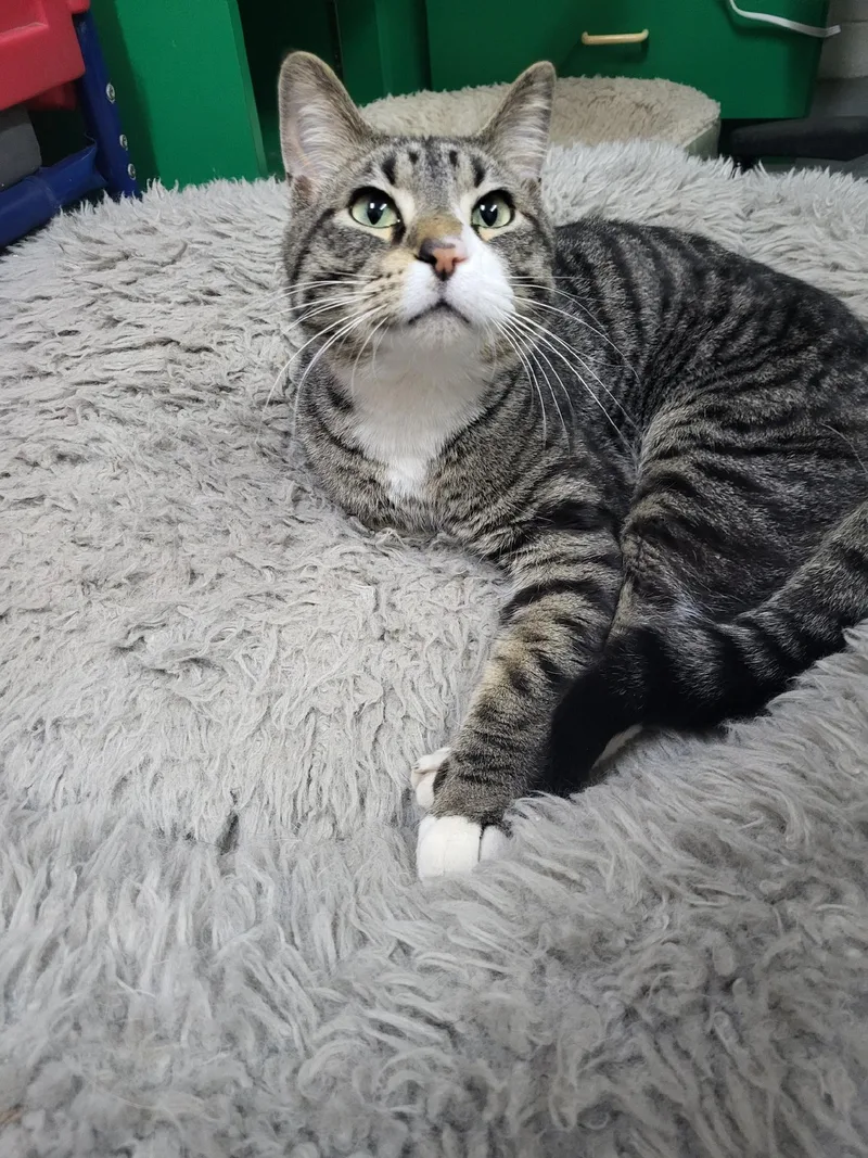 Toe Beans thumbnail 3