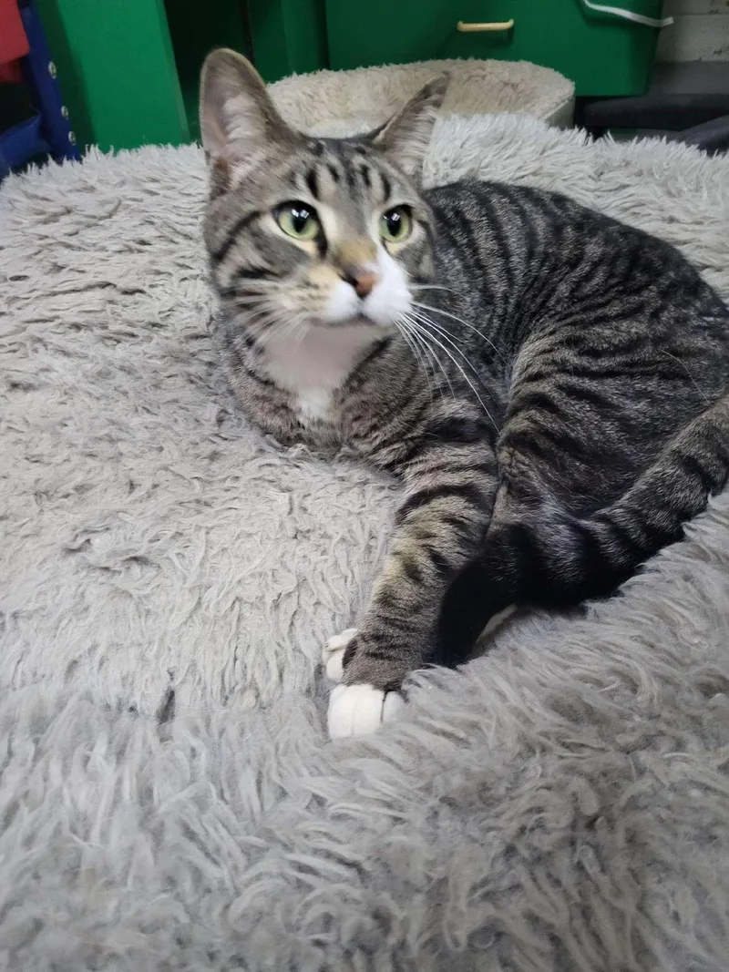 Toe Beans thumbnail 4