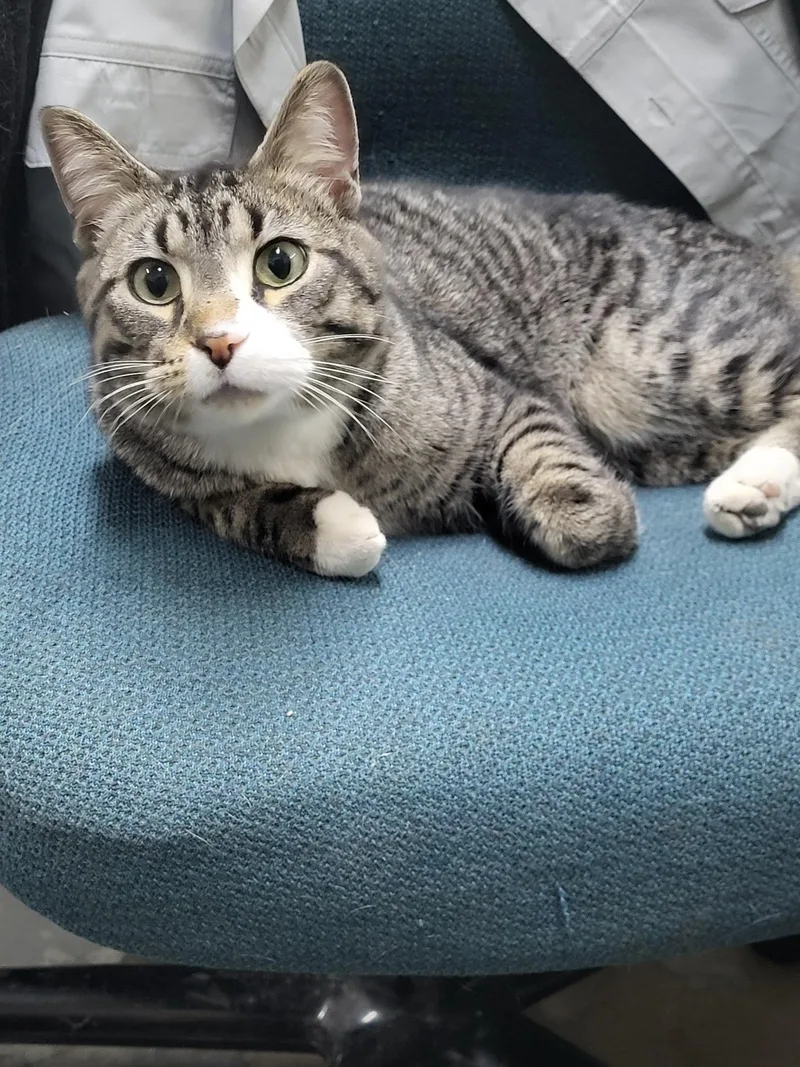 Toe Beans thumbnail 5