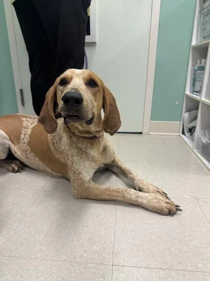 An adult large-sized male Coonhound dog named Stefan for adoption in Columbus, IN