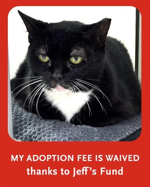 An adult medium-sized female Domestic Short Hair cat named Elsa for adoption in Dedham, MA
