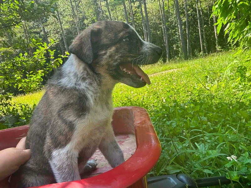 A baby medium-sized female Brindle Mountain Cur dog named Sandy for adoption in Soddy Daisy, TN