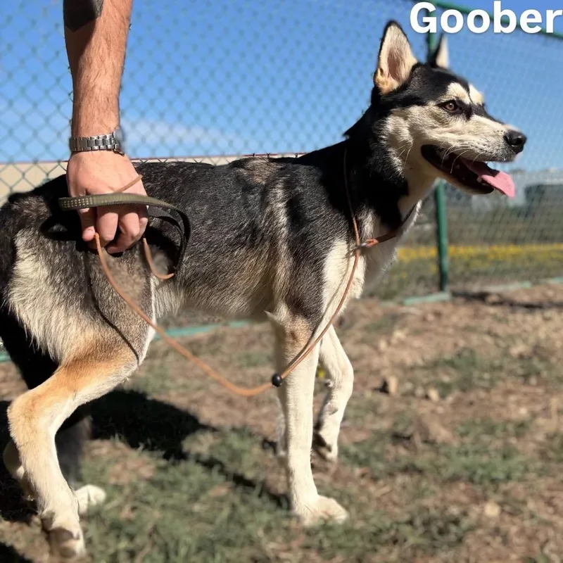 A young medium-sized female Husky dog named Camri for adoption in Little Rock, AR