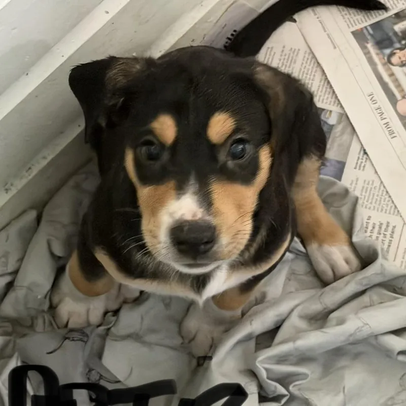 NY Artie Avail Jul