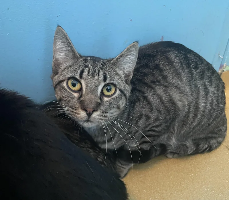A young medium-sized male Tabby (Gray / Blue / Silver) Domestic Short Hair cat named Alderhagrid for adoption in Hudson, NY