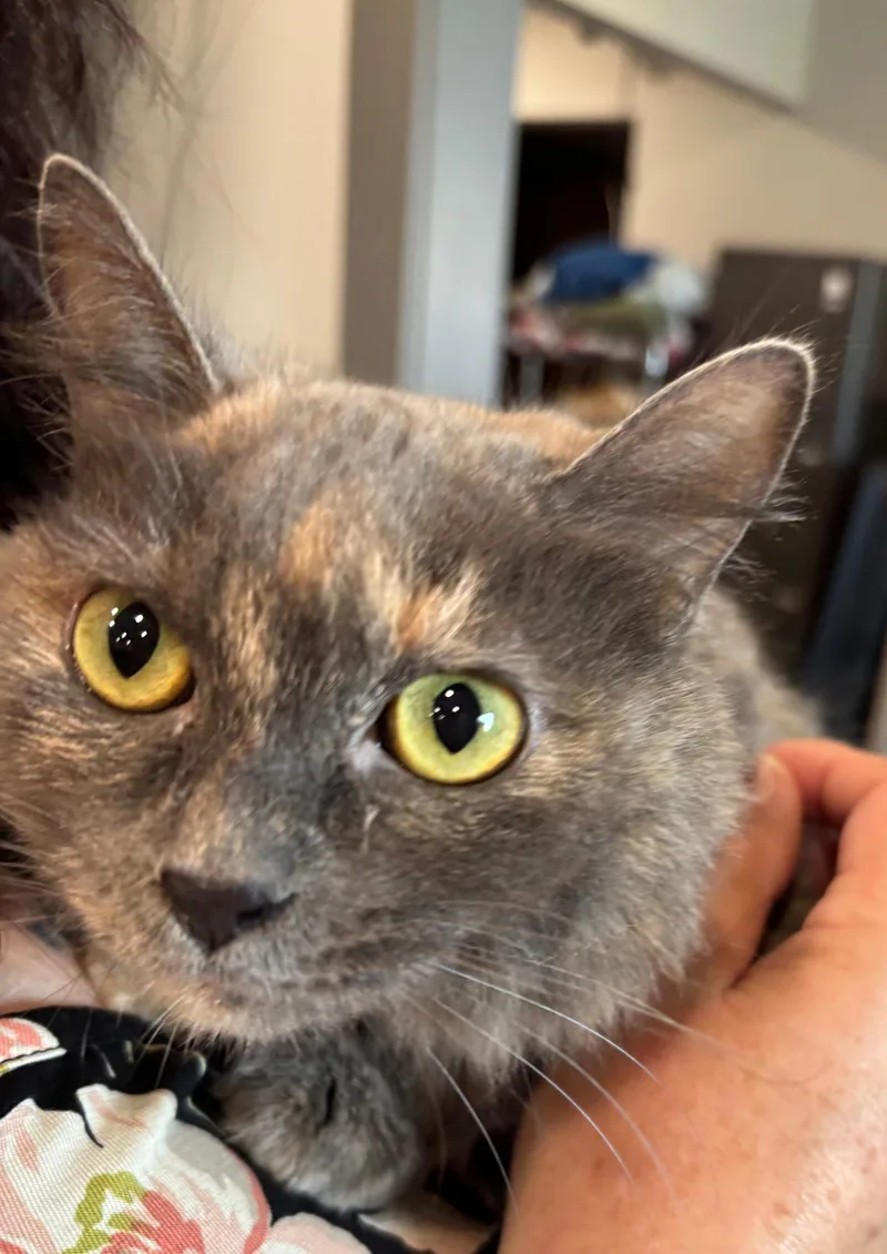 An adult medium-sized female Dilute Tortoiseshell Domestic Medium Hair cat named Eve for adoption in Raymond, WA