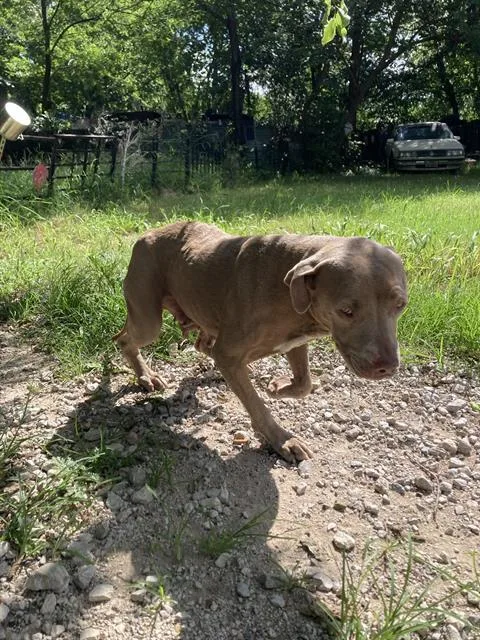 An adult large-sized female Mixed Breed dog named Abbey for adoption in Dallas, TX