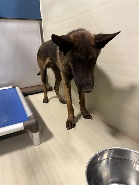 A young medium-sized male Belgian Shepherd / Malinois dog named Cain for adoption in Bakersfield, CA
