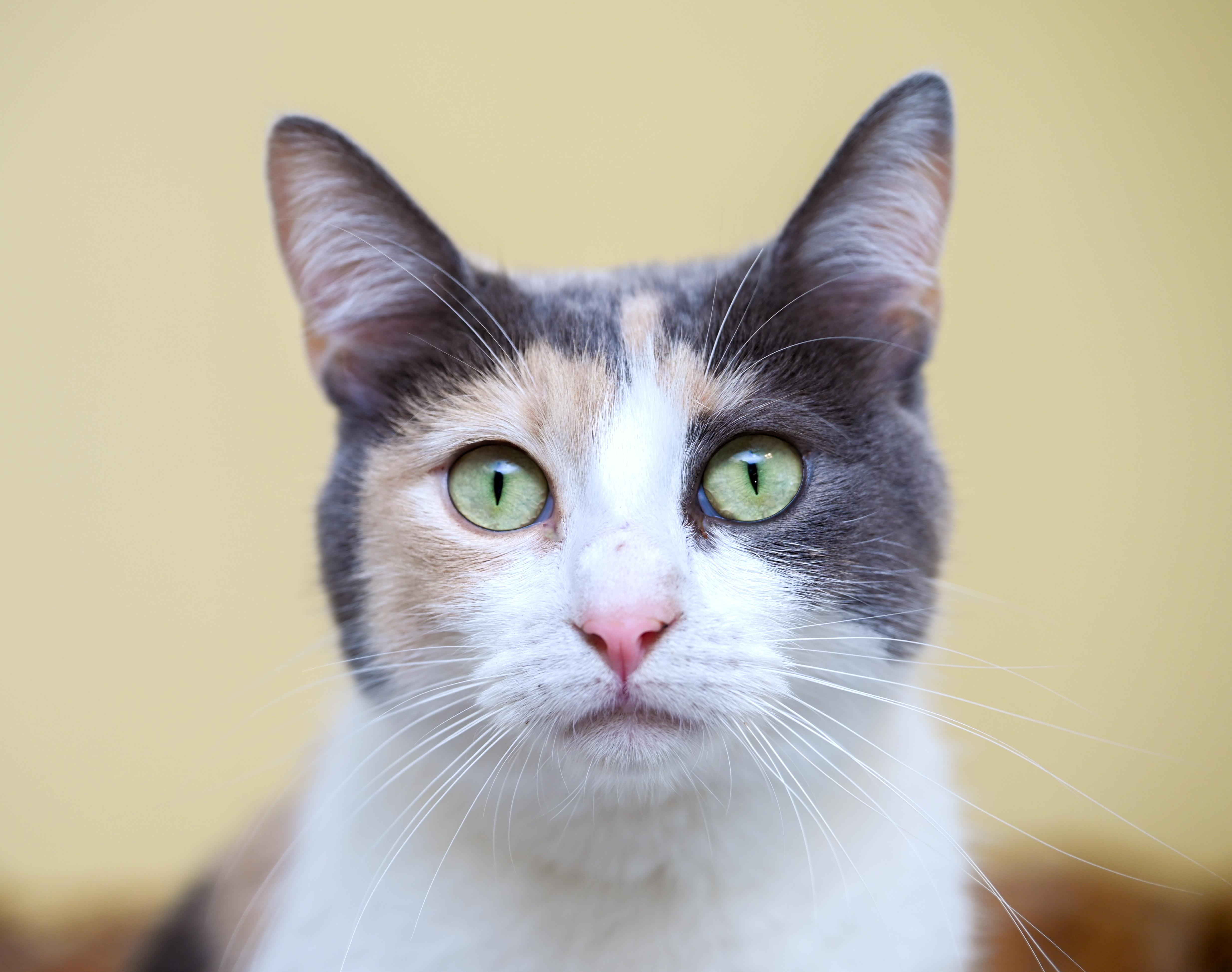 An adult medium-sized female Dilute Calico cat named Soma for adoption in Chattanooga, TN