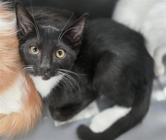 A baby medium-sized male Domestic Short Hair cat named Tut for adoption in Dallas, TX