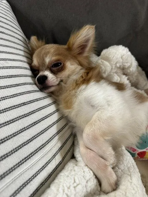 A young small-sized male Chihuahua dog named Shay for adoption in Grafton, WI