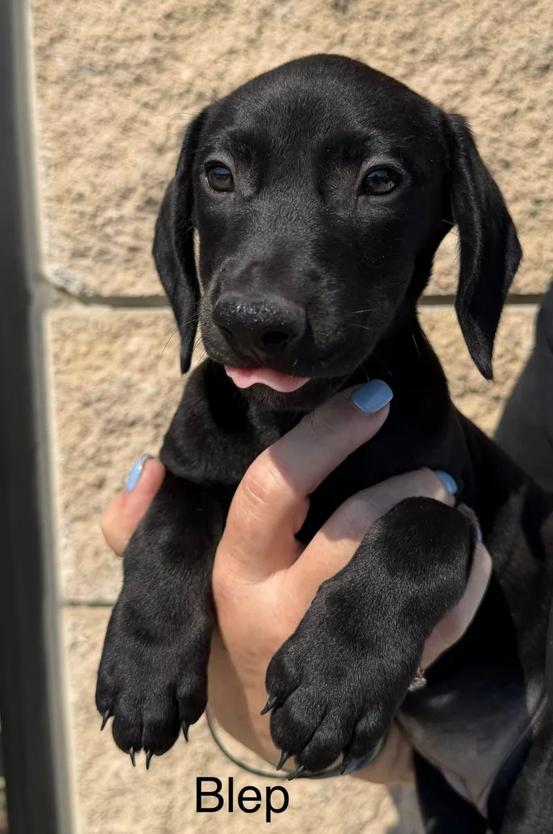 A baby small-sized female Dachshund dog named Blep for adoption in Blue Springs, MO