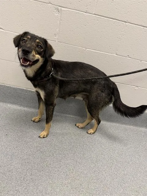 An adult medium-sized female Bluetick Coonhound dog named June for adoption in Indianapolis, IN