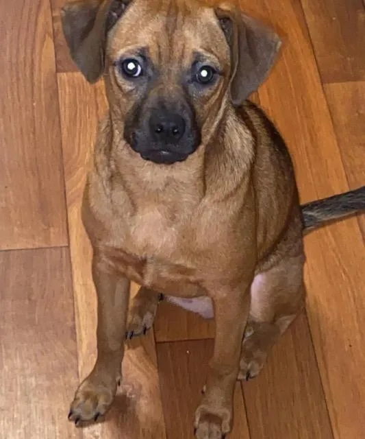 Daisy Mae thumbnail 3